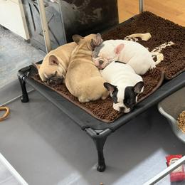 Brussels Griffon, Chihuahua, and French Bulldog Puppies from BZB Griffs