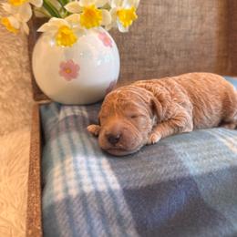 Female 1 - Apricot female Goldendoodle puppy in Bucyrus, Missouri from Hill Top Pomskies