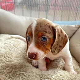 Fati - Dapple female Dachshund puppy in Homstead, Florida from Bravo Dachshunds