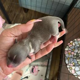 Bug - Blue male Chihuahua puppy in Red Bluff, California from Aye Chihuahua