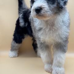 Birdie - female Australian Mountain Doodle puppy in Claremont, North Carolina from Magnolia Grove Farms