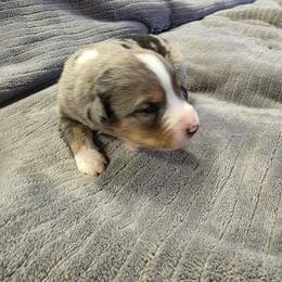 Jax - Blue merle male Miniature American Shepherd puppy in Leonard, Texas from Tin Roof Aussies