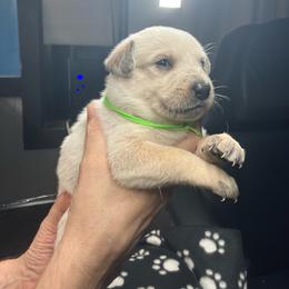 Echo (RM5) green - Red speckled male Australian Cattle Dog puppy in Saint Albans, Maine from Australian Cattle Cuties and littles