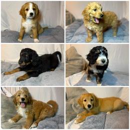 Australian Mountain Doodle puppies from Sleepy Hollow Mountain Doodles