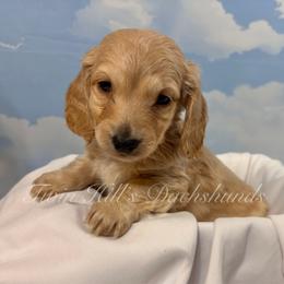 Oscar - Cream male Dachshund puppy in Jonesboro, Illinois from Twin Hills Dachshunds