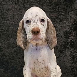 Braque du Bourbonnais Puppies from Steady Wind Braque du Bourbonnais Pointers