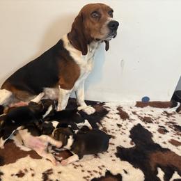 Kelly - Beagle