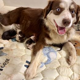 Nala - Miniature Australian Shepherd