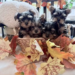 Yorkshire Terrier Puppies from SD_Yorkies619