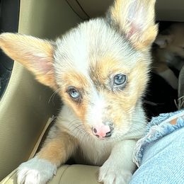 American Corgi Puppies from 5H Corgis