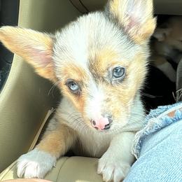 American Corgi Puppies from 5H Corgis