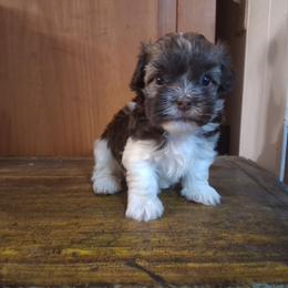 Korey - Chocolate male Havanese puppy in Terrell, Texas from Ashley Nicole Ranch