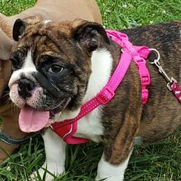 Bulldogs from Carman's Babies