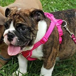 Bulldogs from Carman's Babies