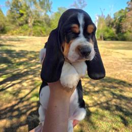Champ - Black white and brown male Basset Hound puppy in Denison, Texas from Emma Lou's Baby Bassets