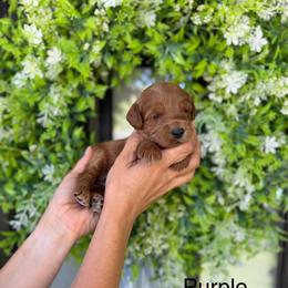 Caroline - Red  female Goldendoodle puppy in Springville, Utah from JW Doodles