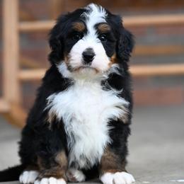 Larry - Tri-color male Bernedoodle puppy in Dundee, Ohio from Down Home Doodle