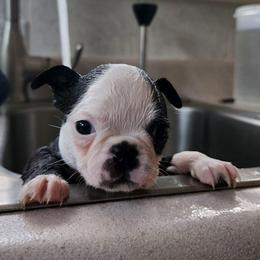 Sage - Seal and white female Boston Terrier puppy in Morristown, Tennessee from Down in the Holler