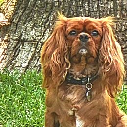 Cavalier King Charles Spaniels from Cavalier Castle at Deerfield Park