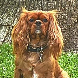 Cavalier King Charles Spaniels from Cavalier Castle at Deerfield Park
