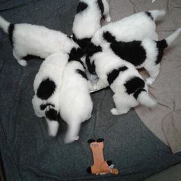 Newfoundland Puppies from Ebb Tide Kennels and Stables