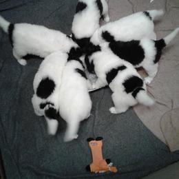 Newfoundland Puppies from Ebb Tide Kennels and Stables
