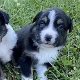 Miniature Australian Shepherds from Shelby’s Australian Shepherds