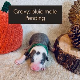 Gravy - Blue male Pembroke Welsh Corgi puppy in Norman, Oklahoma from Charm Farm Corgis