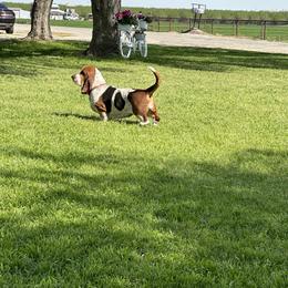 Basset Hound puppies from Valley Bassets & Dachshunds