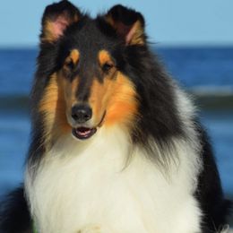 Collies from Pineland Collies