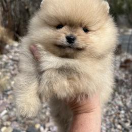 Boy 1 - Orange male Pomeranian puppy in Pocatello, Idaho from Avalon Pomeranians