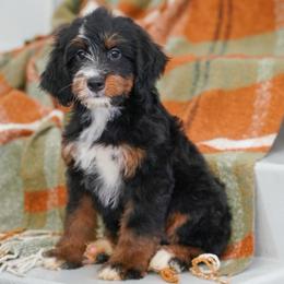 Kevin (socialization program student) - Tri-color male Bernedoodle puppy in Dundee, Ohio from Down Home Doodle