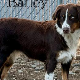 Bailey - Australian Shepherd