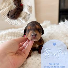 Muffin - Merle male Goldendoodle puppy in California City, California from Summer Sun Doodles