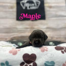 Maple - Charcoal female Dilute Retriever puppy in Forest City, Iowa from Helm Labs