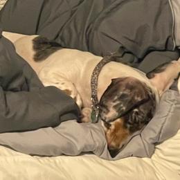 Dachshunds from Moose Andrus