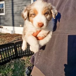 Australian Shepherd Puppies from Lake Daze