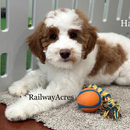 Harper - Parti female Goldendoodle puppy in Milford, Indiana from Railway Acres Kennel