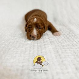 Rocky Road - Red  male Goldendoodle puppy in Dallas County, Texas from Dream A Little Doodle