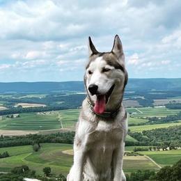 Siberian Huskies from Gemma’s Gems