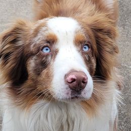 Australian Shepherds from Tonya Myers