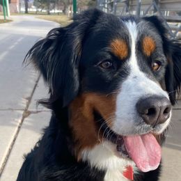 Rose - Bernese Mountain Dog