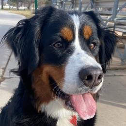 Rose - Bernese Mountain Dog