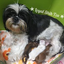 Shih Tzu puppies from Loyal Shih Tzu