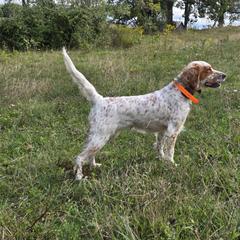 Lj - English Setter