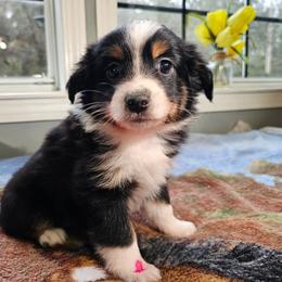 Pebble - Black tri female Miniature Australian Shepherd puppy in Dunnellon, Florida from Ever After Mini Aussies