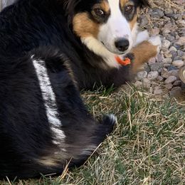 Aussiedoodle Puppies from Hearth&Hound Doodles