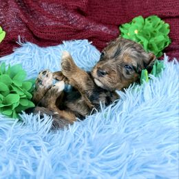 Green collar girl - Merle female Bernedoodle puppy in Crete, Illinois from Plum Valley Pups