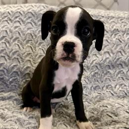 Elsa-Dark Pink Collar - Brindle female Boxer puppy in Watervliet, New York from Shamrock's Boxers