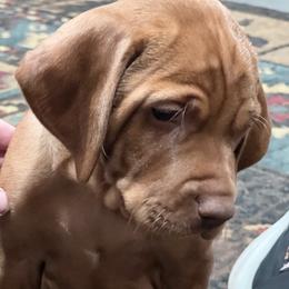 Vizsla puppies from Waymaker Vizslas